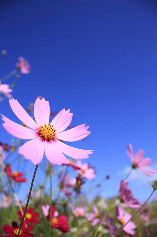 无人,竖图,室外,白天,仰视,旅游,度假,快乐,幸福,草地,草坪,美景,植物,阴影,盛开,光线,影子,景观,玛格丽特,花蕾,娱乐,草,雏菊,花,花瓣,花朵,鲜花,粉色,黄色,红色,蓝色,绿色,蓝天,天空,阳光,自然,天,花苞,花蕊,享受,休闲,菊花,景色,放松,活力,晴朗,希望,坚强,自然风光,和平,离别,万里无云,延命菊,幸福花,春菊,马兰头花,暗恋,纯情,单恋,天真,晴空,晴空万里,彩图,低角度拍摄,愉快