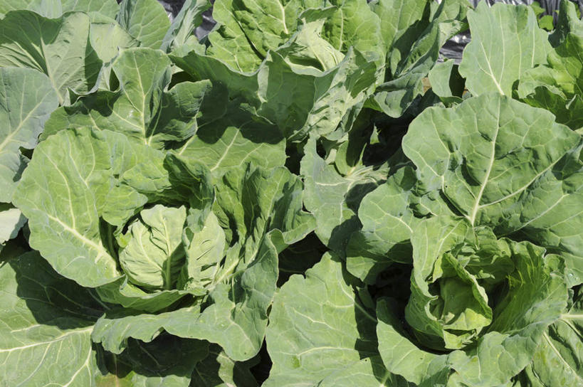 无人,农田,横图,俯视,室外,白天,旅游,度假,庄稼,农作物,美景,蔬菜,椰菜,卷心菜,叶子,阴影,新鲜,光线,影子,景观,食品,绿叶,娱乐,食物,阳光,自然,享受,休闲,嫩叶,景色,放松,有机食品,绿色食品,自然风光,叶,叶片,结球甘蓝,甘兰,包心菜,彩图,高角度拍摄,耕地,庄稼田