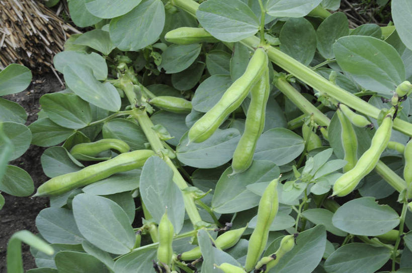 无人,菜园,农田,横图,俯视,室外,白天,旅游,度假,庄稼,农作物,美景,植物,蔬菜,叶子,阴影,新鲜,光线,影子,景观,豆类,豆子,食品,绿叶,蚕豆,胡豆,佛豆,川豆,倭豆,罗汉豆,娱乐,食物,阳光,自然,享受,休闲,嫩叶,景色,放松,有机食品,绿色食品,自然风光,豆科,叶,叶片,彩图,高角度拍摄,耕地,庄稼田