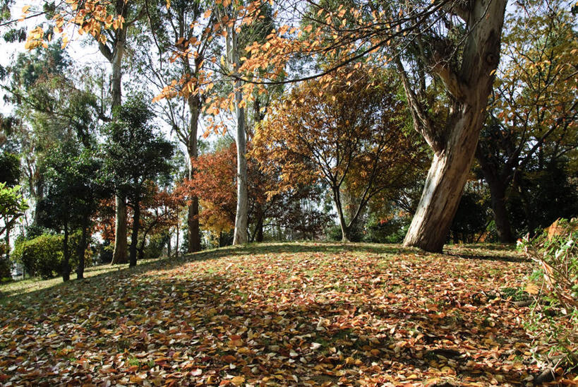 无人,横图,室外,白天,仰视,旅游,度假,草地,草坪,美景,植物,日本,亚洲,阴影,光线,影子,景观,云,云朵,千叶县,云彩,娱乐,草,树,树木,蓝色,绿色,白云,蓝天,天空,阳光,自然,天,享受,休闲,景色,放松,生长,成长,自然风光,东亚,本州,关东地方,本州岛,日本国,千叶,彩图,低角度拍摄