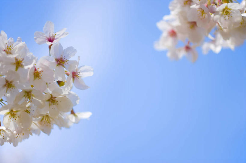 无人,横图,室外,白天,仰视,旅游,度假,美景,樱花,神奈川,日本,亚洲,阴影,朦胧,模糊,盛开,光线,影子,景观,云,云朵,神奈川县,花蕾,云彩,娱乐,花,花瓣,花朵,鲜花,粉色,蓝色,白云,蓝天,天空,阳光,自然,天,花苞,花蕊,享受,休闲,景色,放松,自然风光,东亚,本州,关东地方,本州岛,日本国,仙樱花,福岛樱,青肤樱,荆桃,彩图,低角度拍摄