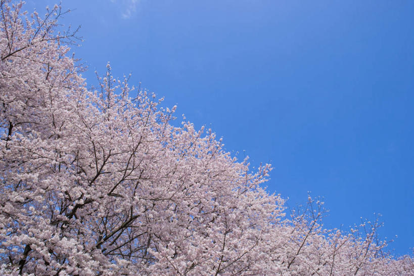 无人,横图,室外,白天,仰视,旅游,度假,美景,植物,樱花,神奈川,日本,亚洲,阴影,盛开,光线,影子,景观,云,云朵,神奈川县,花蕾,云彩,娱乐,花,花瓣,花朵,鲜花,树,树木,粉色,蓝色,绿色,白云,蓝天,天空,阳光,自然,天,花苞,花蕊,享受,休闲,景色,放松,生长,成长,自然风光,东亚,本州,关东地方,本州岛,日本国,仙樱花,福岛樱,青肤樱,荆桃,彩图,低角度拍摄