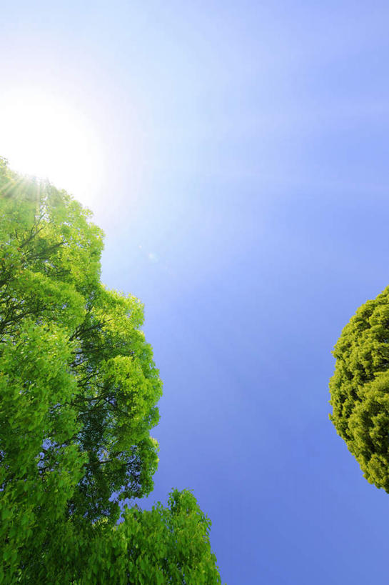 无人,竖图,室外,白天,仰视,旅游,度假,美景,树林,植物,东京,日本,亚洲,阴影,光线,影子,景观,云,云朵,云彩,娱乐,树,树木,蓝色,绿色,白云,蓝天,天空,阳光,自然,天,享受,休闲,景色,放松,生长,成长,自然风光,东亚,本州,关东地方,本州岛,日本国,东京都,彩图,低角度拍摄