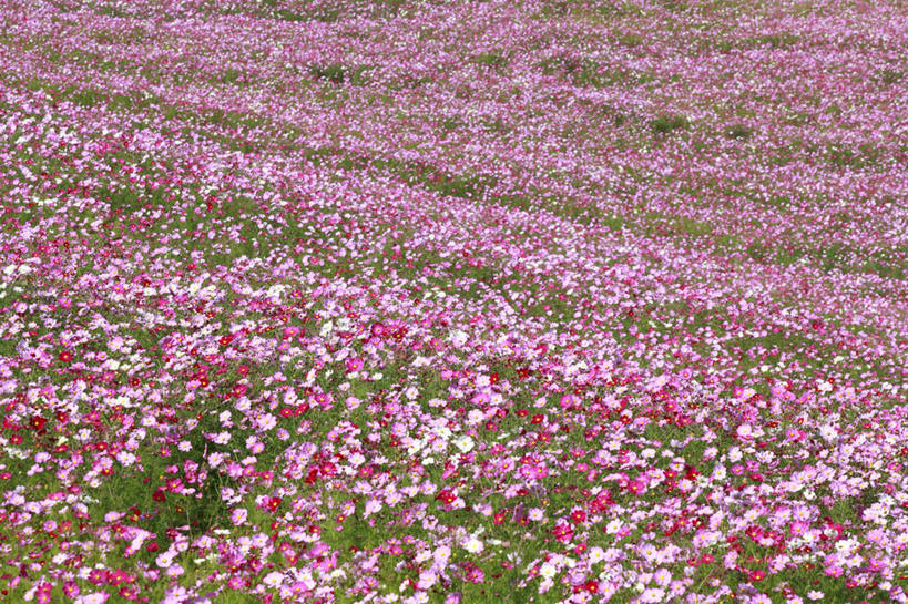 无人,横图,俯视,室外,白天,旅游,度假,草地,草坪,花海,花圃,美景,植物,叶子,长野县,日本,亚洲,阴影,盛开,光线,影子,景观,花蕾,娱乐,草,花,花瓣,花朵,花卉,鲜花,绿色,阳光,自然,花丛,花束,花田,花苞,花蕊,享受,休闲,景色,放松,自然风光,东亚,本州,本州岛,日本国,中部地方,长野,彩图,高角度拍摄