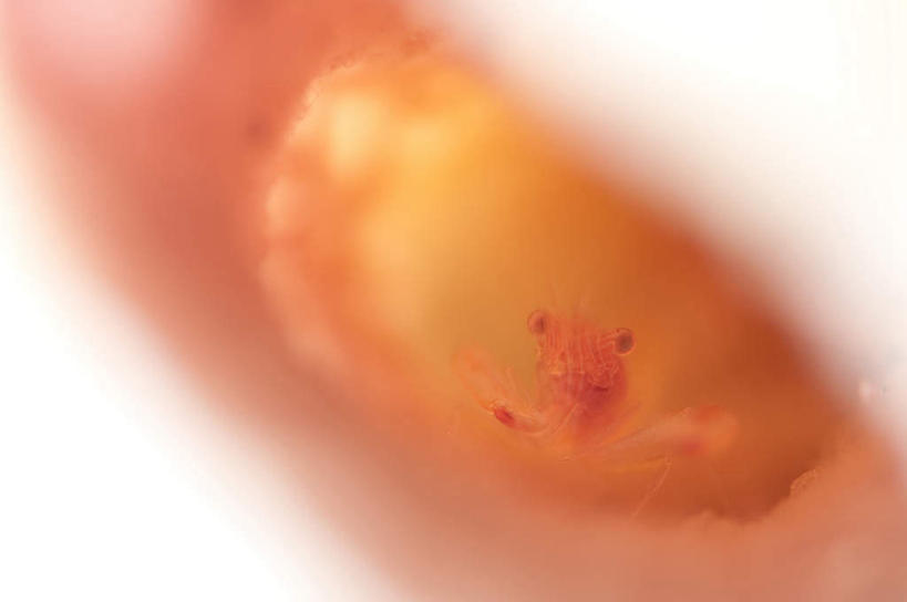 海鲜,无人,横图,俯视,室内,特写,白天,白色背景,桌面,阴影,朦胧,模糊,光线,影子,虾,水产,海洋生物,一只,阳光,摄影,影棚,水生动物,海产品,水生物,海底动物,彩图,高角度拍摄,影棚拍摄,拍摄