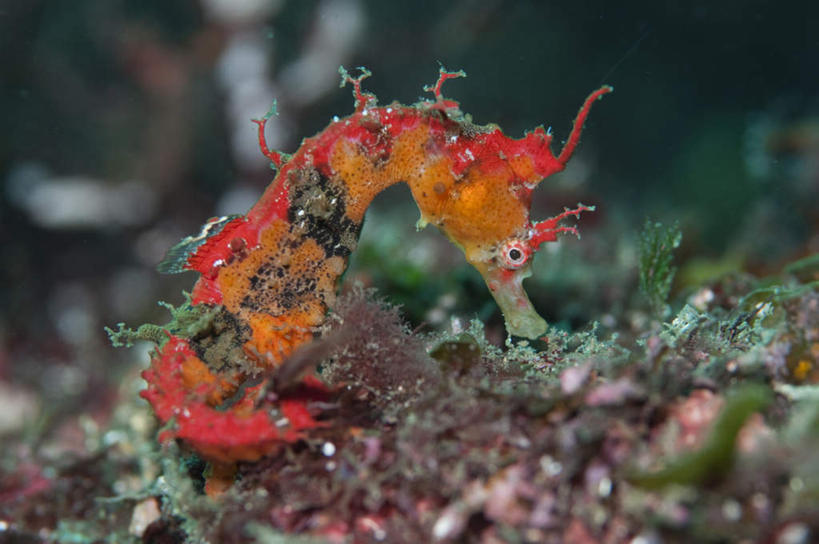 海鲜,无人,横图,俯视,室外,特写,白天,海底,水下,美景,阴影,朦胧,模糊,反射,珊瑚,影子,景观,水底,注视,珊瑚礁,水产,海洋生物,一只,红色,自然,观察,看,景色,海底世界,观看,海马,游动,察看,关注,自然风光,水生动物,海产品,水生物,海底动物,海底礁,海床,礁,岩石,彩图,高角度拍摄