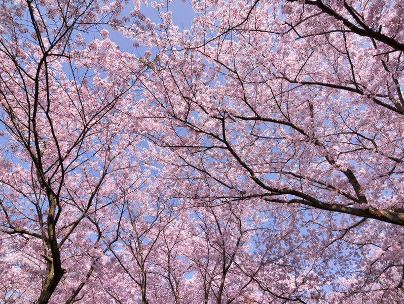 无人,横图,室外,白天,仰视,旅游,度假,美景,植物,樱花,神奈川,日本,亚洲,阴影,盛开,光线,影子,景观,云,云朵,神奈川县,花蕾,云彩,娱乐,花,花瓣,花朵,鲜花,树,树木,粉色,蓝色,绿色,白云,蓝天,天空,阳光,自然,天,花苞,花蕊,享受,休闲,景色,放松,生长,成长,自然风光,东亚,本州,关东地方,本州岛,日本国,仙樱花,福岛樱,青肤樱,荆桃,彩图,低角度拍摄