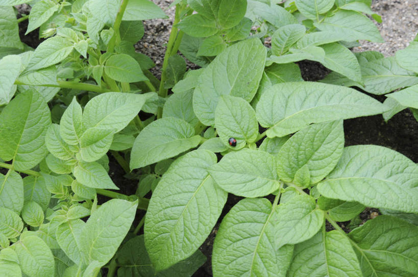 无人,农田,横图,俯视,室外,白天,旅游,度假,庄稼,农作物,美景,蔬菜,土豆,叶子,阴影,新鲜,光线,影子,景观,食品,绿叶,娱乐,食物,阳光,自然,享受,休闲,嫩叶,景色,放松,有机食品,绿色食品,自然风光,秧苗,叶,叶片,芋艿,洋芋,山药蛋,马铃薯,彩图,高角度拍摄,耕地,庄稼田