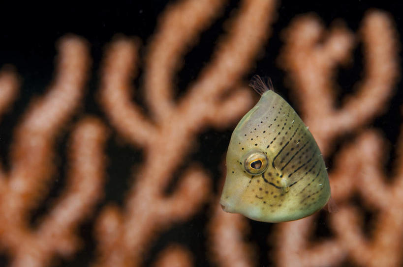 海鲜,无人,横图,室外,特写,白天,正面,海底,水下,美景,一条,阴影,朦胧,模糊,反射,鱼,珊瑚,影子,景观,水底,注视,珊瑚礁,水产,鱼类,海洋生物,绿色,自然,观察,看,景色,海底世界,观看,游动,察看,关注,自然风光,水生动物,海产品,水生物,海底动物,海底礁,海床,礁,岩石,彩图,全身