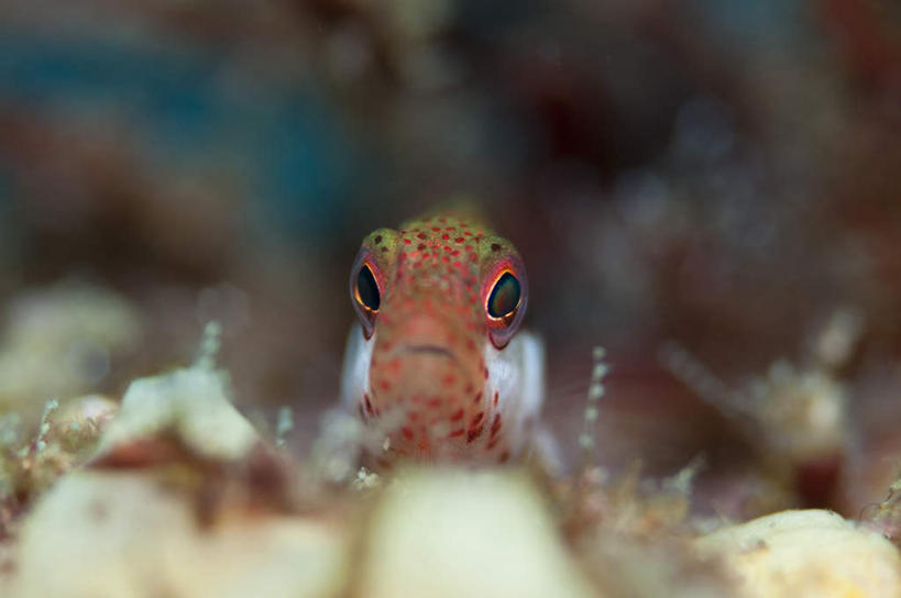 海鲜,无人,横图,室外,特写,白天,正面,海底,水下,美景,一条,阴影,朦胧,模糊,反射,鱼,珊瑚,影子,景观,水底,注视,珊瑚礁,水产,鱼类,海洋生物,绿色,自然,观察,看,景色,海底世界,观看,游动,察看,关注,自然风光,水生动物,海产品,水生物,海底动物,海底礁,海床,礁,岩石,半身,彩图