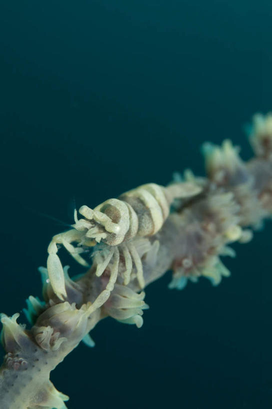 海鲜,无人,竖图,俯视,室外,特写,白天,海底,水下,美景,阴影,朦胧,模糊,反射,珊瑚,影子,景观,水底,虾,注视,珊瑚礁,水产,海洋生物,一只,自然,观察,看,景色,海底世界,观看,游动,察看,关注,自然风光,水生动物,海产品,水生物,海底动物,海底礁,海床,礁,岩石,彩图,高角度拍摄,全身