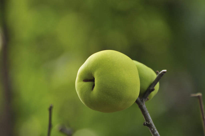 无人,横图,俯视,室外,特写,白天,旅游,度假,美景,植物,苹果,水果,叶子,日本,亚洲,一棵,朦胧,模糊,新鲜,景观,生食,食品,果实,绿叶,枝条,千叶县,娱乐,树,树干,树木,树枝,食物,两个,绿色,自然,享受,休闲,嫩叶,景色,放松,有机食品,绿色食品,生长,成长,自然风光,东亚,本州,关东地方,本州岛,日本国,千叶,叶,叶片,彩图,高角度拍摄