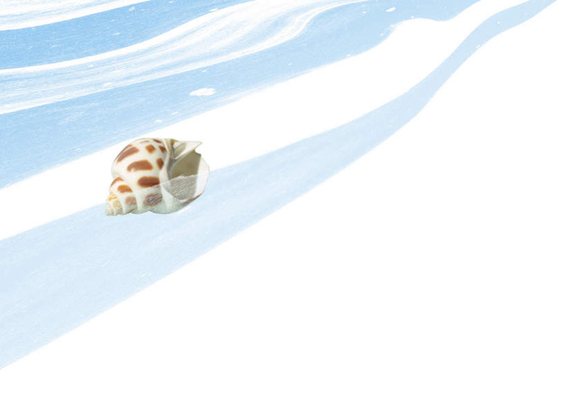 无人,横图,俯视,室内,白天,白色背景,旅游,度假,海浪,海洋,美景,贝壳,景观,浪花,海螺,娱乐,海洋生物,一个,自然,海水,享受,休闲,景色,放松,单个,软体动物,峨螺,自然风光,水生动物,水生物,海景,海底动物,贝类外壳,海螺壳,软体动物外壳,大海,风浪,海,海水的波动,近岸浪,涌浪,彩图,高角度拍摄