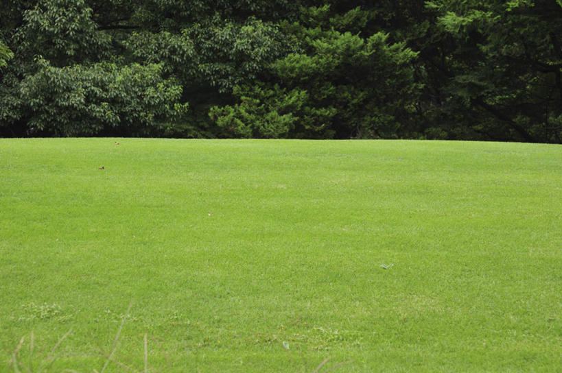 无人,公园,横图,俯视,室外,白天,旅游,度假,草地,草坪,美景,树林,植物,东京,日本,亚洲,许多,景观,娱乐,草,树,树木,绿色,自然,享受,休闲,景色,放松,生长,成长,自然风光,东亚,本州,关东地方,本州岛,日本国,东京都,彩图,高角度拍摄