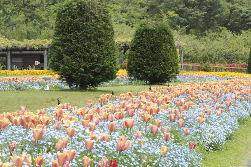 无人,家,栏杆,横图,俯视,室外,白天,爱情,旅游,度假,草地,草坪,美景,树林,植物,郁金香,叶子,日本,亚洲,许多,盛开,栅栏,房屋,屋子,景观,篱笆,围栏,绿叶,祝福,娱乐,护栏,楼房,住宅,草,花,花瓣,花朵,花卉,鲜花,树,树木,绿色,自然,花蕊,享受,休闲,嫩叶,景色,放松,生长,成长,表白,自然风光,荣誉,东亚,本州,本州岛,日本国,中国地方,永恒,冈山,冈山县,叶,叶片,郁香,洋荷花,草麝香,彩图,高角度拍摄,房子
