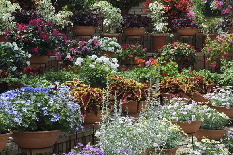 无人,横图,俯视,室外,白天,爱情,旅游,度假,快乐,幸福,花海,花圃,美景,植物,喇叭花,叶子,花盆,日本,亚洲,许多,盛开,景观,绿叶,玛格丽特,花蕾,娱乐,雏菊,花,花瓣,花朵,花卉,鲜花,绿色,自然,花丛,花田,花苞,花蕊,享受,休闲,嫩叶,菊花,景色,放松,活力,生长,成长,希望,虚幻,坚强,自然风光,和平,东亚,离别,本州,本州岛,日本国,近畿地方,近畿,兵库,兵库县,永恒,延命菊,幸福花,春菊,马兰头花,牵牛,牵牛子,勤娘子,碧冬茄,朝颜花,灵芝牡丹,暗恋,纯情,单恋,冷静,天真,牵牛花,叶,叶片,彩图,高角度拍摄,愉快