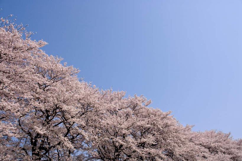 无人,横图,室外,白天,仰视,旅游,度假,美景,树林,植物,樱花,京都,日本,亚洲,许多,景观,樱花树,娱乐,树,树木,蓝色,绿色,蓝天,天空,自然,天,享受,休闲,景色,放松,京都府,生长,晴朗,成长,自然风光,东亚,本州,万里无云,本州岛,日本国,近畿地方,近畿,仙樱花,福岛樱,青肤樱,晴空,晴空万里,荆桃,彩图,低角度拍摄