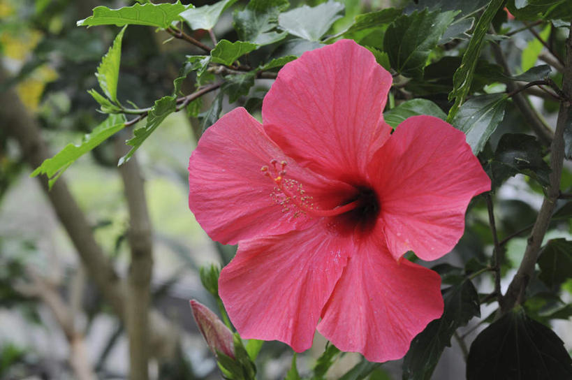 无人,横图,俯视,室外,特写,白天,旅游,度假,美景,植物,叶子,日本,亚洲,盛开,景观,绿叶,木槿,木槿花,美丽,娱乐,花,花瓣,花朵,花卉,鲜花,一朵,红色,自然,花蕊,享受,休闲,嫩叶,景色,放松,坚韧,自然风光,东亚,本州,本州岛,日本国,近畿地方,近畿,兵库,兵库县,永恒,质朴,无穷花,叶,叶片,彩图,高角度拍摄