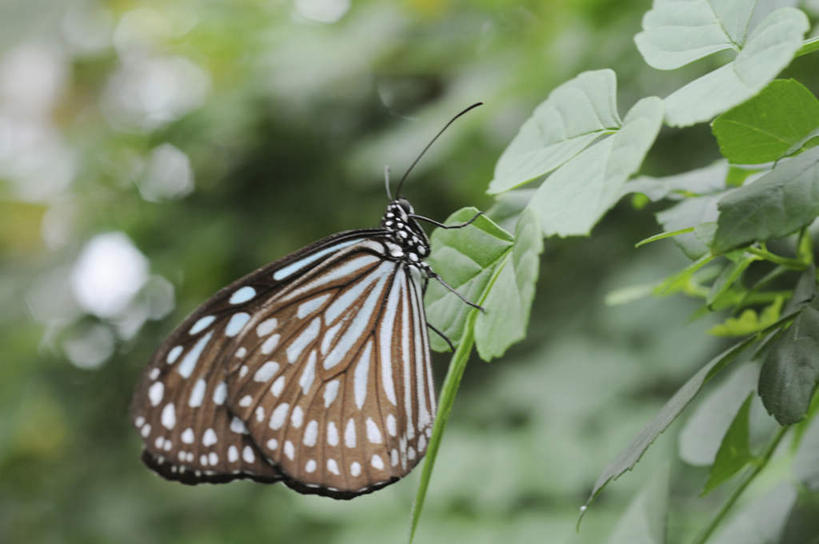 无人,站,横图,室外,特写,白天,正面,旅游,度假,美景,蝴蝶,叶子,日本,亚洲,朦胧,模糊,昆虫,景观,绿叶,停留,娱乐,一只,灰色,自然,动物,站着,享受,休闲,嫩叶,景色,放松,自然风光,益虫,东亚,本州,本州岛,日本国,近畿地方,近畿,兵库,兵库县,叶,叶片,站立,彩图,全身