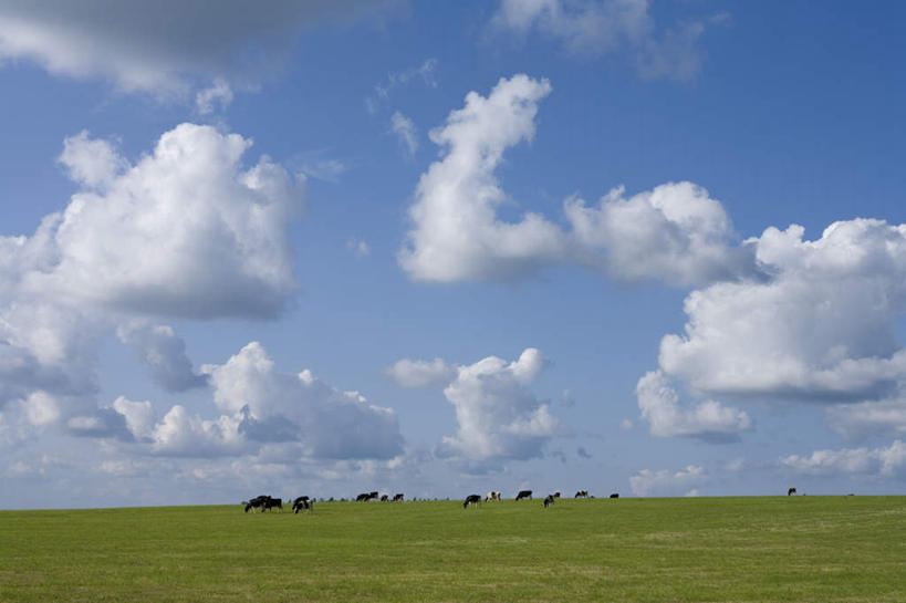 无人,吃,横图,室外,白天,正面,旅游,度假,草地,草坪,美景,树林,植物,牛,北海道,日本,亚洲,许多,景观,云,云朵,云彩,娱乐,草,树,树木,蓝色,绿色,白云,蓝天,天空,自然,动物,天,享受,休闲,家畜,景色,放松,牲畜,生长,晴朗,成长,自然风光,东亚,日本国,北海道地方,北海道岛,晴空,嚼,食,彩图