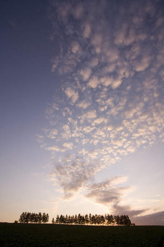 无人,竖图,室外,白天,仰视,旅游,度假,草地,草坪,美景,树林,植物,北海道,日本,亚洲,许多,景观,云,云朵,云彩,娱乐,草,树,树木,蓝色,绿色,白云,蓝天,天空,自然,天,享受,休闲,景色,放松,生长,晴朗,成长,自然风光,东亚,日本国,北海道地方,北海道岛,晴空,彩图,低角度拍摄