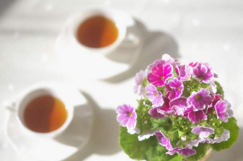 无人,横图,俯视,室外,特写,白天,幸福,植物,茶,杯子,叶子,许多,阴影,朦胧,模糊,盛开,光线,瓷器,盆栽,影子,茶叶,绿叶,咖啡杯,盆景,陶瓷制品,娱乐,花,花瓣,花朵,花卉,鲜花,两个,红色,绿色,阳光,自然,花蕊,享受,休闲,温馨,嫩叶,放松,乐趣,生长,成长,提神,舒适,瓷杯,醒脑,叶,叶片,彩图,高角度拍摄