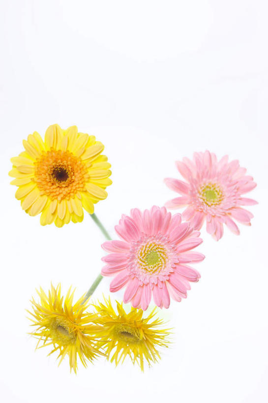 无人,竖图,俯视,室外,特写,白天,白色背景,旅游,度假,美景,植物,五朵,许多,盛开,景观,非洲菊,粉红,娱乐,花,花瓣,花朵,花卉,鲜花,粉色,黄色,自然,花蕊,享受,休闲,菊花,景色,放松,摄影,影棚,自然风光,扶郎花,灯盏花,千日菊,彩图,高角度拍摄,影棚拍摄,拍摄