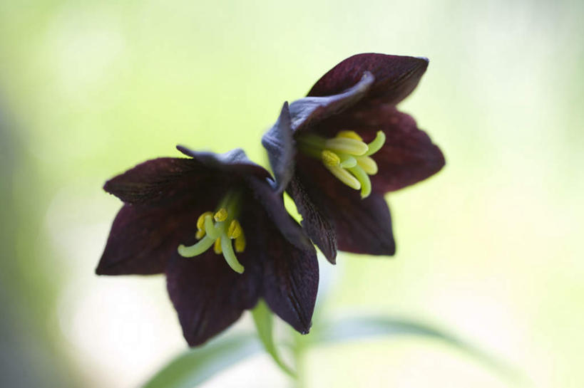 无人,横图,俯视,室外,特写,白天,旅游,度假,美景,植物,百合花,叶子,朦胧,模糊,盛开,景观,绿叶,娱乐,花,花瓣,花朵,花卉,鲜花,两朵,黑色,自然,花蕊,享受,休闲,嫩叶,景色,放松,自然风光,强瞿,百合蒜,倒仙,番韭,山丹,叶,叶片,彩图,高角度拍摄