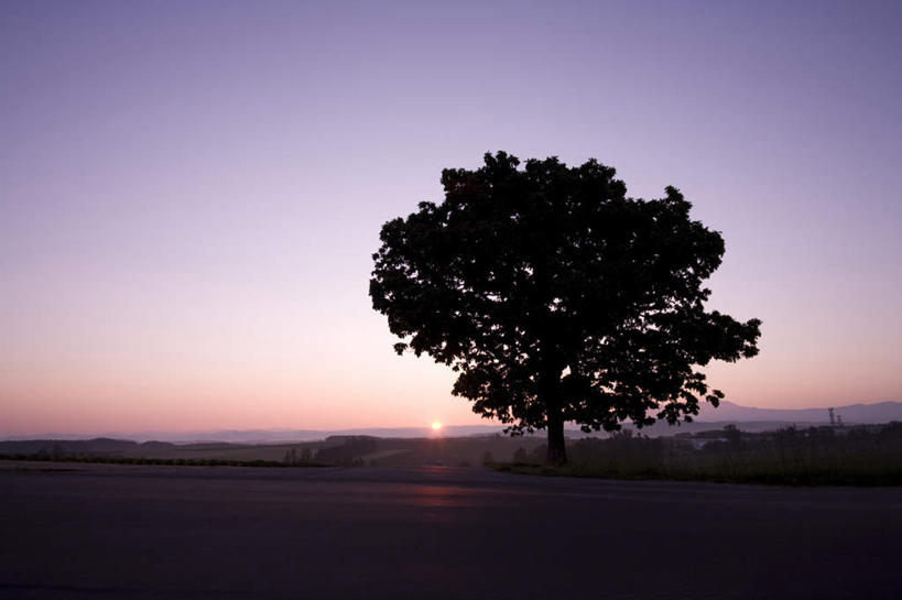 无人,横图,室外,白天,仰视,旅游,度假,美景,日落,树林,植物,道路,路,公路,许多,景观,晚霞,霞光,交通,背光,娱乐,树,树木,绿色,蓝天,天空,自然,黄昏,天,享受,休闲,景色,彩霞,放松,生长,晴朗,成长,自然风光,逆光,万里无云,晴空,晴空万里,夕阳,马路,彩图,低角度拍摄