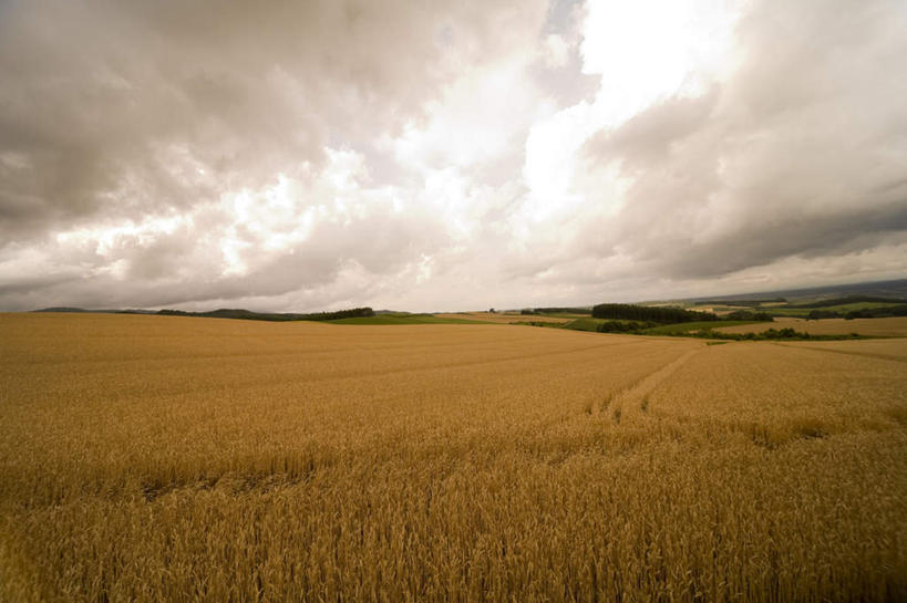 无人,农田,横图,室外,白天,正面,旅游,度假,农业,庄稼,农作物,美景,秋季,树林,植物,北海道,日本,亚洲,许多,丰收,稻田,景观,云,云朵,麦穗,云彩,娱乐,树,树木,黄色,蓝色,绿色,白云,蓝天,天空,自然,天,享受,休闲,景色,放松,生长,晴朗,成长,自然风光,东亚,日本国,北海道地方,北海道岛,晴空,秋,秋天,彩图,耕地,庄稼田