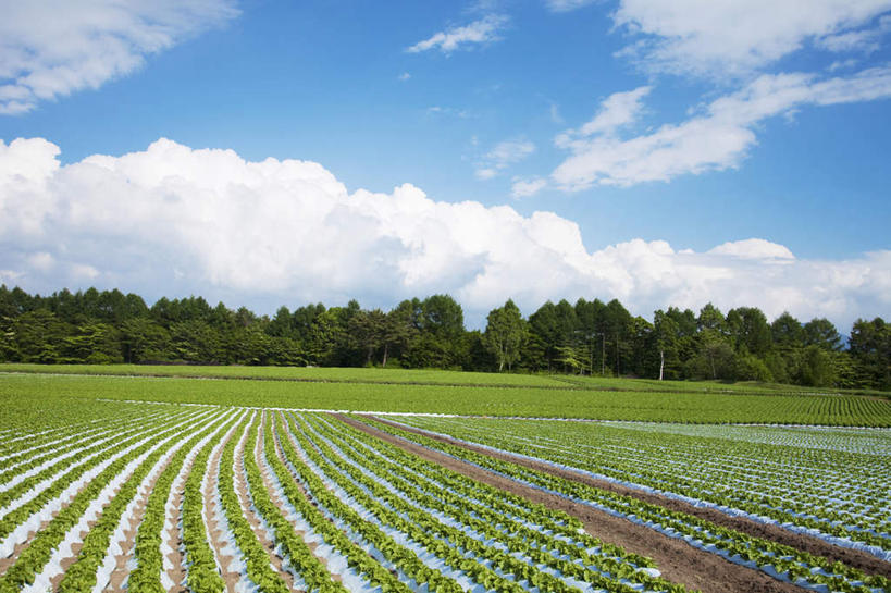 无人,农田,横图,室外,白天,正面,旅游,度假,庄稼,农作物,美景,树林,植物,蔬菜,叶子,长野县,日本,亚洲,一排,许多,新鲜,整齐,景观,云,云朵,莴苣,莴笋,食品,绿叶,云彩,娱乐,树,树木,食物,排列,蓝色,绿色,白云,蓝天,天空,自然,天,享受,休闲,嫩叶,景色,放松,有机食品,绿色食品,生长,晴朗,成长,堆,队列,自然风光,东亚,本州,香笋,本州岛,日本国,中部地方,长野,千金菜,叶,叶片,晴空,彩图,耕地,庄稼田