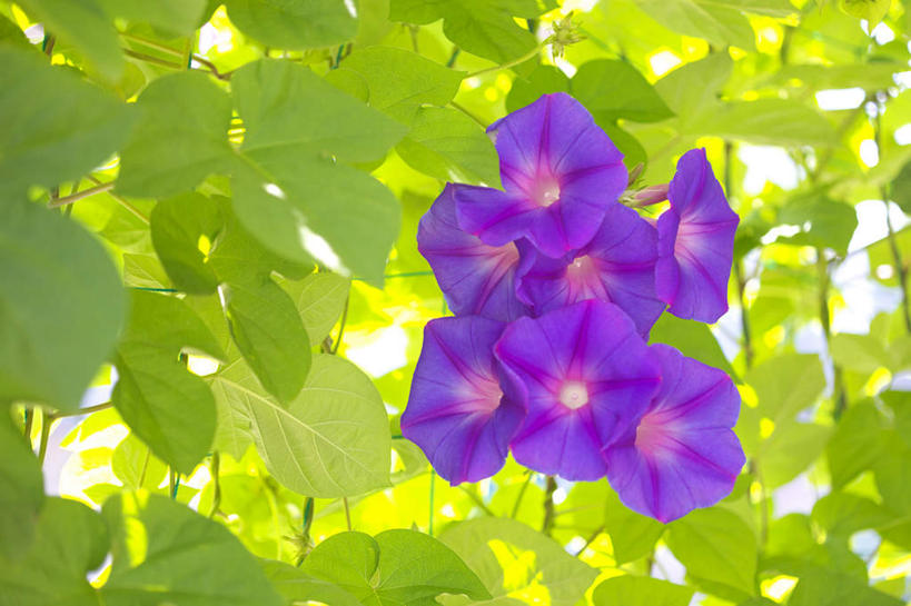 无人,横图,室外,特写,白天,正面,爱情,旅游,度假,美景,植物,喇叭花,叶子,许多,阴影,盛开,光线,影子,景观,绿叶,娱乐,花,花瓣,花朵,花卉,鲜花,紫色,阳光,自然,花蕊,享受,休闲,嫩叶,景色,放松,虚幻,自然风光,永恒,牵牛,牵牛子,勤娘子,碧冬茄,朝颜花,灵芝牡丹,冷静,牵牛花,叶,叶片,彩图