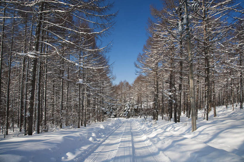 无人,横图,室外,白天,仰视,旅游,度假,美景,树林,雪,植物,大雪,道路,路,日本,亚洲,许多,阴影,光线,影子,积雪,景观,雪景,冬季,冬天,小路,交通,娱乐,树,树木,蓝色,绿色,蓝天,天空,阳光,自然,天,享受,休闲,景色,放松,寒冷,生长,晴朗,成长,自然风光,东亚,本州,万里无云,本州岛,日本国,中部地方,岐阜,岐阜县,严寒,晴空,晴空万里,彩图,低角度拍摄
