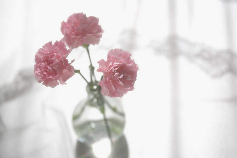 无人,横图,俯视,室内,特写,白天,热情,植物,窗户,窗帘,桌子,康乃馨,花瓶,叶子,阴影,朦胧,模糊,盛开,光线,影子,绿叶,祝福,玻璃窗,玻璃制品,花,花瓣,花朵,花卉,鲜花,两朵,粉色,阳光,玻璃瓶,瓶子,花蕊,嫩叶,母爱,清纯,亲情,思念,宽容,热恋,真挚,热心,麝香石竹,石竹,香石竹,叶,叶片,彩图,高角度拍摄,魅力