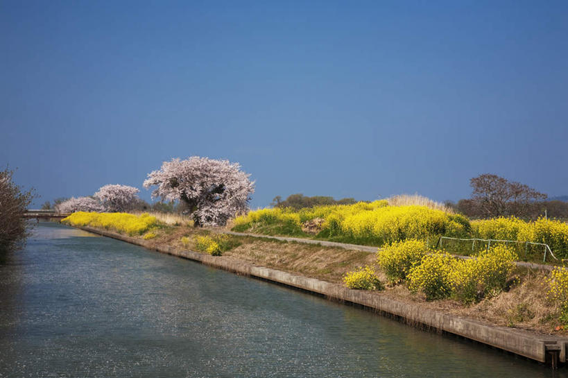 无人,横图,室外,白天,正面,旅游,度假,花海,花圃,河流,美景,水,植物,樱花,叶子,日本,亚洲,许多,盛开,木板,河水,景观,水流,桥,绿叶,木桥,花蕾,娱乐,栈桥,花,花瓣,花朵,花卉,鲜花,蓝色,绿色,蓝天,天空,自然,花丛,花田,天,花苞,花蕊,油菜花,享受,休闲,嫩叶,景色,放松,生长,晴朗,成长,人行桥,木板桥,自然风光,东亚,本州,万里无云,本州岛,日本国,近畿地方,近畿,滋贺,滋贺县,仙樱花,福岛樱,青肤樱,叶,叶片,晴空,晴空万里,荆桃,彩图,芸苔,芸薹
