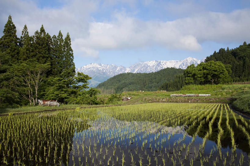 无人,农田,横图,室外,白天,仰视,旅游,度假,农业,庄稼,农作物,美景,树林,水,雪,植物,大雪,长野县,日本,亚洲,许多,阴影,光线,液体,影子,稻田,积雪,景观,水滴,雪景,云,云朵,冬季,冬天,云彩,娱乐,树,树木,蓝色,绿色,白云,蓝天,天空,阳光,自然,天,享受,休闲,景色,放松,寒冷,生长,晴朗,成长,自然风光,东亚,本州,本州岛,日本国,中部地方,长野,严寒,晴空,彩图,低角度拍摄,耕地,庄稼田