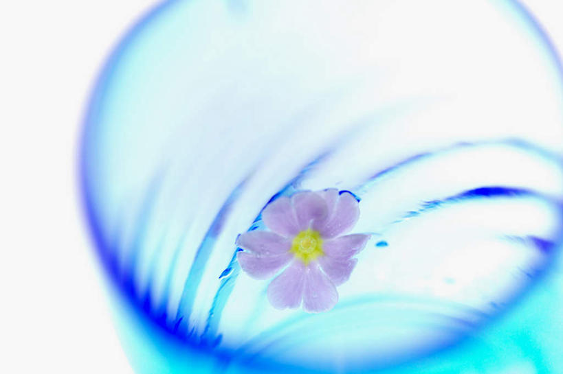 无人,横图,俯视,室内,特写,白天,白色背景,水,植物,杯子,朦胧,模糊,盛开,液体,水滴,非洲菊,玻璃制品,花,花瓣,花朵,花卉,鲜花,一朵,水杯,花蕊,菊花,摄影,影棚,扶郎花,灯盏花,千日菊,玻璃杯,彩图,高角度拍摄,影棚拍摄,拍摄