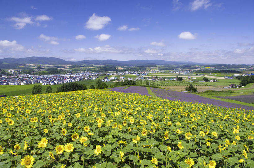 无人,家,横图,室外,白天,正面,爱情,旅游,度假,幸福,美景,山,树林,太阳,植物,向日葵,北海道,日本,亚洲,许多,房屋,屋子,地平线,景观,山峰,云,云朵,辽阔,地面,山峦,花蕾,云彩,娱乐,楼房,住宅,花瓣,花朵,花卉,鲜花,树,树木,黄色,蓝色,绿色,白云,蓝天,天空,自然,天,花苞,享受,休闲,广阔,景色,放松,生长,晴朗,成长,一望无际,自然风光,延伸,光辉,东亚,沉默,忠诚,日本国,天地相交,北海道地方,北海道岛,勇敢,投缘,爱慕,无边无际,一马平川,高傲,朝阳花,葵花,望日莲,向阳花,转日莲,晴空,彩图,房子