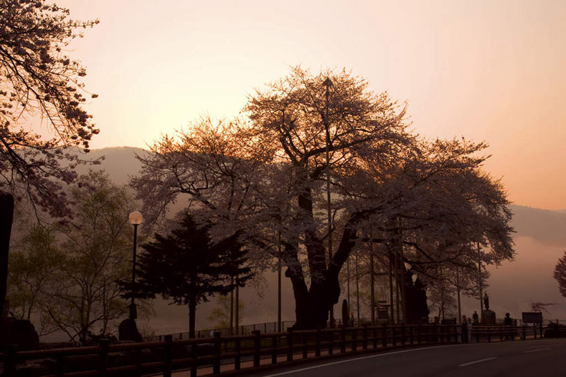 无人,栏杆,横图,室外,白天,仰视,旅游,度假,美景,日落,树林,植物,路灯,樱花,照明,雕塑,北海道,日本,亚洲,许多,艺术,装饰,雕刻,雕像,木板,景观,晚霞,霞光,落日,围栏,桥,灯光,樱花树,木桥,娱乐,护栏,石雕,栈桥,灯,树,树木,绿色,自然,黄昏,工艺品,享受,休闲,景色,彩霞,放松,生长,成长,纪念,人行桥,木板桥,照亮,美术,照明设备,自然风光,主题,陈列,东亚,日本国,北海道地方,北海道岛,美瑛町,功能,美学,仙樱花,福岛樱,青肤樱,美瑛,夕照,夕阳,荆桃,彩图,低角度拍摄,斜阳