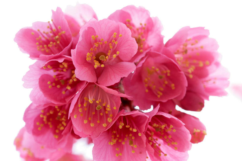 无人,横图,俯视,室内,特写,白天,白色背景,植物,樱花,许多,朦胧,模糊,盛开,粉红色,枝条,花蕾,花,花瓣,花朵,鲜花,树,树木,树枝,绿色,自然,花苞,花蕊,摄影,影棚,生长,成长,仙樱花,福岛樱,青肤樱,荆桃,彩图,高角度拍摄,影棚拍摄,拍摄