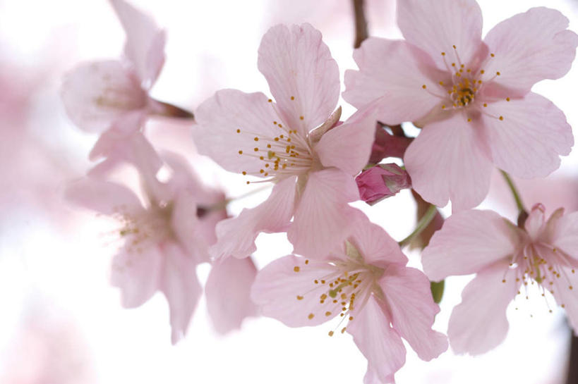 无人,横图,俯视,室内,特写,白天,白色背景,植物,樱花,许多,朦胧,模糊,盛开,粉红色,枝条,花蕾,花,花瓣,花朵,鲜花,树,树木,树枝,绿色,自然,花苞,花蕊,摄影,影棚,生长,成长,仙樱花,福岛樱,青肤樱,荆桃,彩图,高角度拍摄,影棚拍摄,拍摄