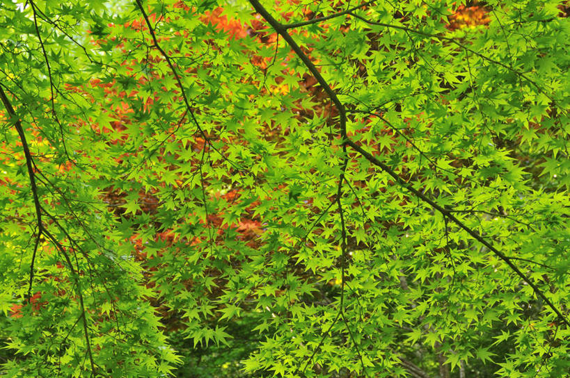 无人,横图,室内,白天,仰视,旅游,度假,美景,植物,枫树,叶子,广岛县,日本,亚洲,许多,景观,绿叶,娱乐,树,树木,绿色,自然,享受,休闲,嫩叶,景色,放松,生长,成长,自然风光,东亚,本州,本州岛,日本国,広岛,中国地方,槭树,糖枫,糖槭,糖槭树,叶,叶片,彩图,低角度拍摄