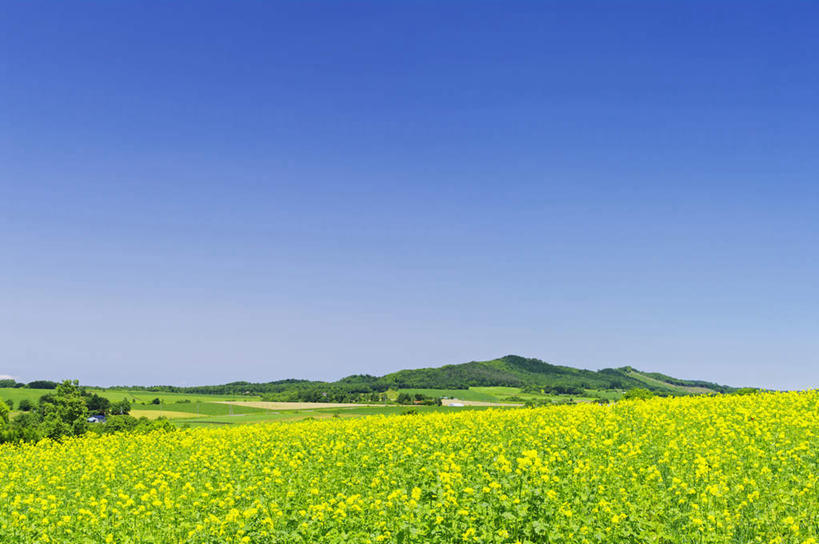 无人,农田,横图,室外,白天,正面,旅游,度假,庄稼,农作物,美景,山,山脉,植物,道路,路,北海道,日本,亚洲,阴影,光线,影子,景观,山峰,云,云朵,小路,交通,山峦,云彩,娱乐,树,树木,蓝色,绿色,白云,蓝天,天空,阳光,自然,群山,天,享受,休闲,景色,放松,乡间小路,生长,晴朗,成长,自然风光,东亚,日本国,北海道地方,北海道岛,晴空,彩图,耕地,庄稼田