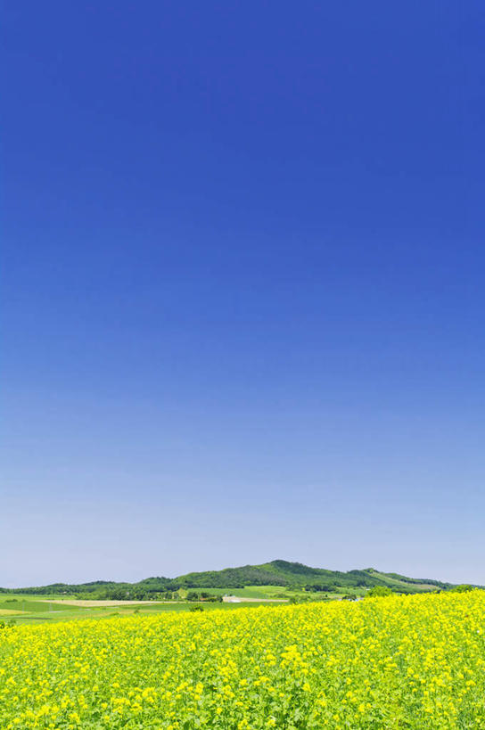 无人,农田,竖图,室外,白天,正面,旅游,度假,庄稼,农作物,美景,山,山脉,植物,道路,路,北海道,日本,亚洲,阴影,光线,影子,景观,山峰,云,云朵,小路,交通,山峦,云彩,娱乐,树,树木,蓝色,绿色,白云,蓝天,天空,阳光,自然,群山,天,享受,休闲,景色,放松,乡间小路,生长,晴朗,成长,自然风光,东亚,日本国,北海道地方,北海道岛,晴空,彩图,耕地,庄稼田