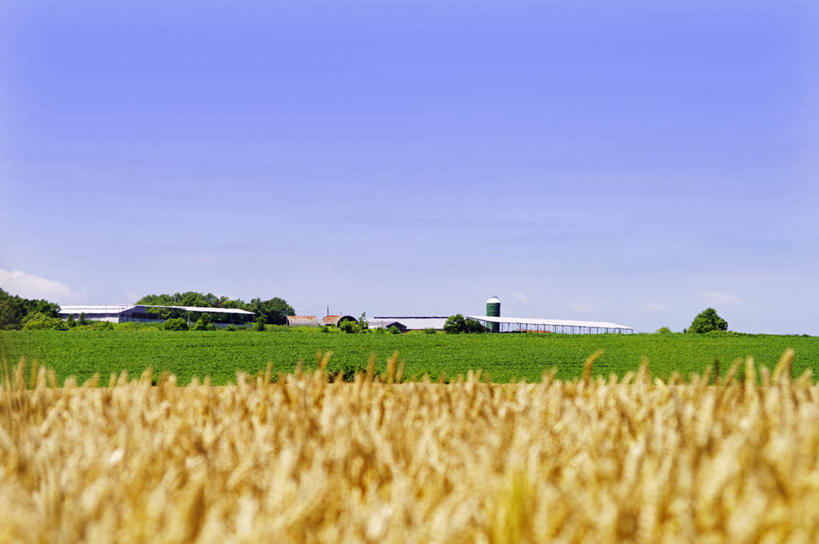 无人,菜园,农田,横图,室外,白天,正面,旅游,度假,庄稼,农作物,小麦,草地,草坪,美景,田园,植物,北海道,日本,亚洲,阴影,光线,暖棚,影子,景观,云,云朵,谷物,云彩,娱乐,草,树,树木,蓝色,绿色,白云,蓝天,天空,阳光,自然,天,享受,休闲,稻谷,稻子,景色,放松,麦子,生长,晴朗,成长,自然风光,东亚,菜棚,田庄,日本国,北海道地方,北海道岛,晴空,彩图,耕地,庄稼田