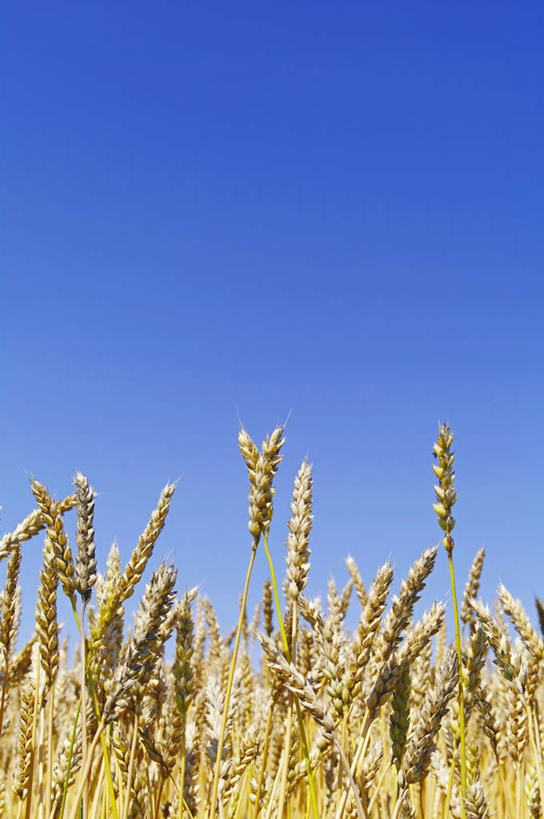 无人,竖图,室外,特写,白天,正面,旅游,度假,农作物,小麦,美景,北海道,日本,亚洲,许多,景观,谷物,娱乐,黄色,蓝色,蓝天,天空,自然,天,享受,休闲,稻谷,稻子,景色,放松,麦子,晴朗,自然风光,东亚,万里无云,日本国,北海道地方,北海道岛,晴空,晴空万里,彩图