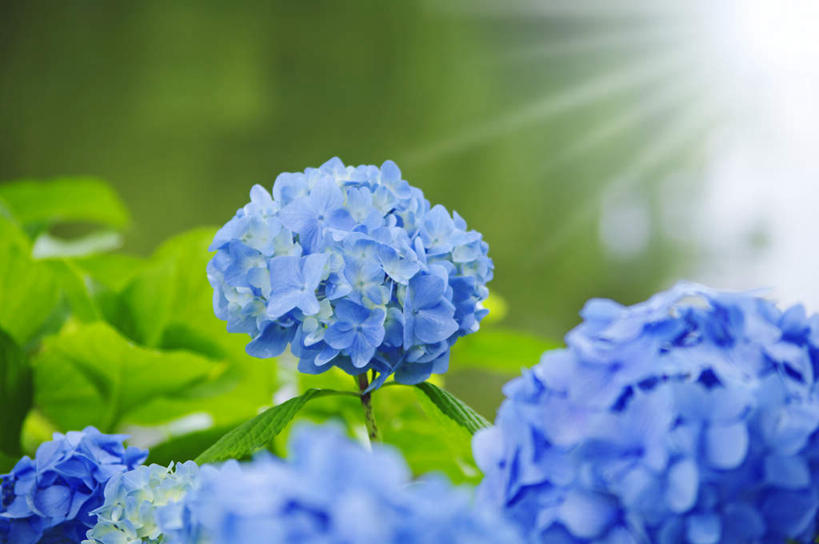 无人,横图,俯视,室外,特写,白天,旅游,度假,骄傲,花海,花圃,美景,太阳,植物,八仙花,叶子,北海道,日本,亚洲,许多,阴影,朦胧,梦幻,模糊,盛开,发光,光束,光线,影子,景观,光亮,花蕾,娱乐,花,花瓣,花朵,花卉,鲜花,蓝色,绿色,阳光,自然,花丛,花束,花田,花苞,花蕊,绣球花,享受,休闲,景色,放松,紫阳花,洋绣球,未来,发亮,自然风光,东亚,憧憬,札幌,日本国,草绣球,斗球,北海道地方,北海道岛,七变化,粉团花,县厅,善变,彩图,高角度拍摄,札幌市