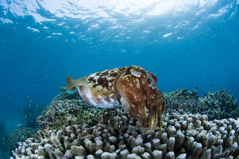 游泳,海鲜,无人,横图,室外,特写,白天,正面,旅游,度假,海底,水下,美景,乌贼,日本,亚洲,许多,阴影,波纹,光线,珊瑚,影子,景观,水底,咖啡色,涟漪,娱乐,冲绳,珊瑚礁,水产,海洋生物,一个,白色,水纹,阳光,自然,波浪,享受,休闲,景色,放松,海底世界,单个,冲绳县,自然风光,水生动物,海产品,水生物,东亚,海底动物,海底礁,石垣岛,日本国,九州地方,水晕,乌鲗,乌鱼,泅水,八重山群岛,石垣市,无脊椎非鱼类,海床,礁,岩石,墨鱼,墨斗鱼,花枝,彩图,全身