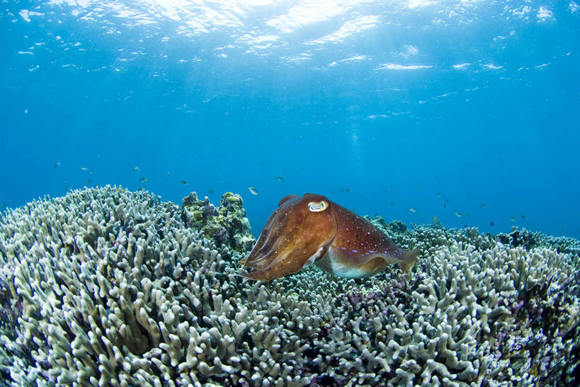 游泳,海鲜,无人,横图,室外,白天,正面,旅游,度假,海底,水下,美景,乌贼,日本,亚洲,许多,阴影,波纹,光线,珊瑚,影子,景观,水底,咖啡色,涟漪,娱乐,冲绳,珊瑚礁,水产,海洋生物,一个,白色,水纹,阳光,自然,波浪,享受,休闲,景色,放松,海底世界,单个,冲绳县,自然风光,水生动物,海产品,水生物,东亚,海底动物,海底礁,石垣岛,日本国,九州地方,水晕,乌鲗,乌鱼,泅水,八重山群岛,石垣市,无脊椎非鱼类,海床,礁,岩石,墨鱼,墨斗鱼,花枝,彩图,全身