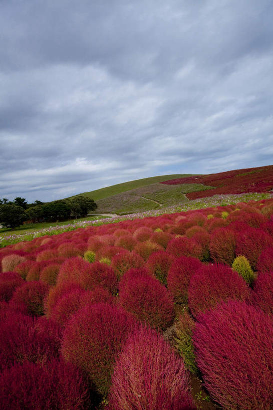 无人,竖图,俯视,室外,白天,旅游,度假,花海,花圃,美景,植物,叶子,日本,亚洲,许多,盛开,景观,乌云,云,阴天,云朵,花蕾,云彩,娱乐,花,花瓣,花朵,花卉,鲜花,树,树木,红色,绿色,天空,自然,花丛,花束,花田,天,花苞,花蕊,享受,休闲,景色,放松,生长,成长,昏暗,阴沉,自然风光,东亚,本州,茨城,茨城县,关东地方,本州岛,日本国,地肤,地麦,扫帚菜,扫帚苗,彩图,高角度拍摄
